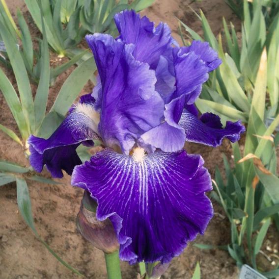 Photo of Tall Bearded Iris (Iris 'Daughter of Stars') uploaded by Moiris