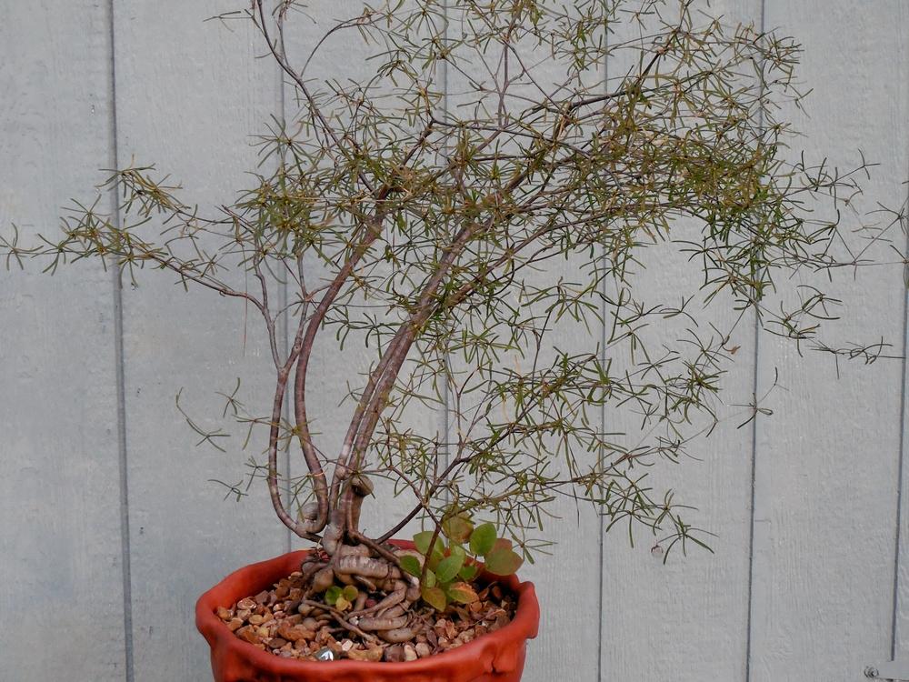 Photo of Euphorbia (Euphorbia hedyotoides) uploaded by Reine