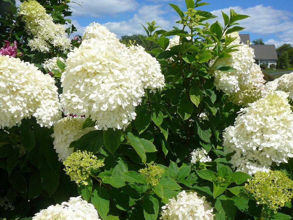 Photo of Panicle Hydrangea (Hydrangea paniculata Limelight™) uploaded by Roses_R_Red