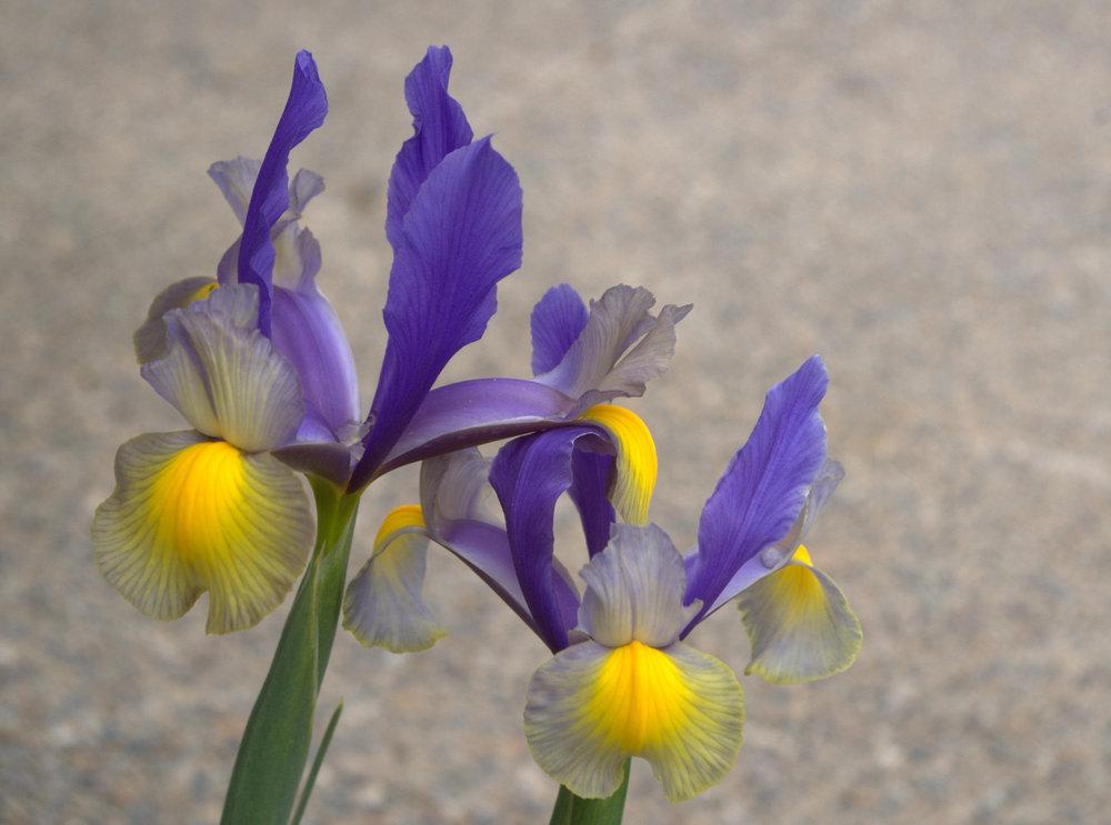 Photo of Dutch Iris (Iris 'Miss Saigon') uploaded by TiaLee