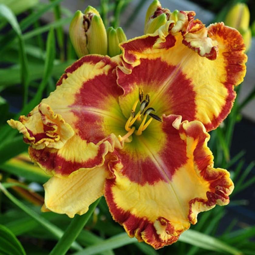 Photo of Daylily (Hemerocallis 'I Can't Stop') uploaded by Calif_Sue