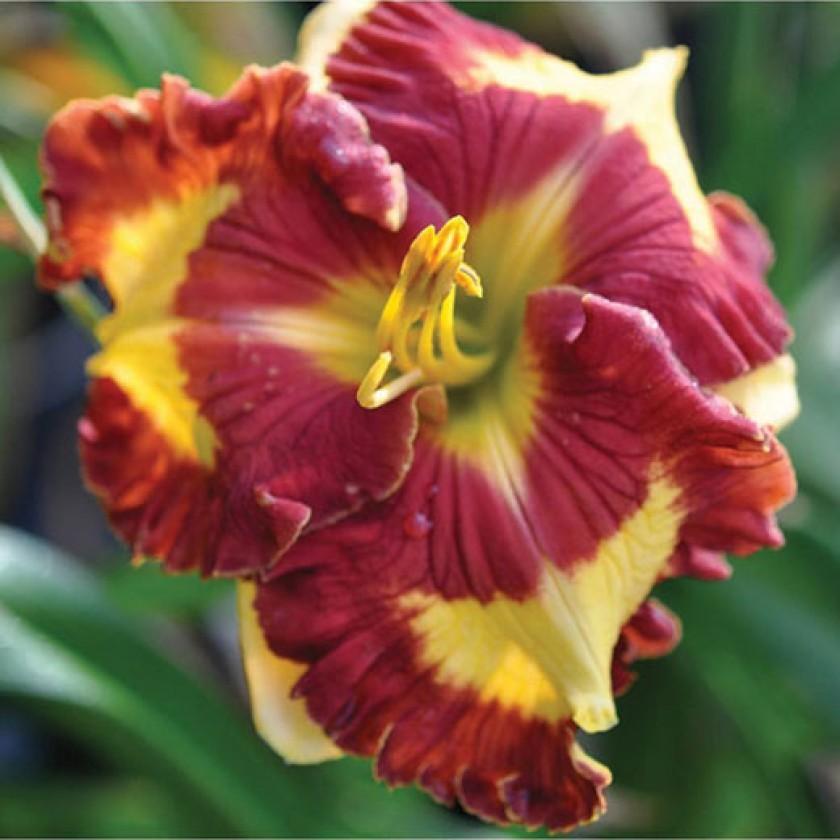 Photo of Daylily (Hemerocallis 'Can't Touch This') uploaded by Calif_Sue