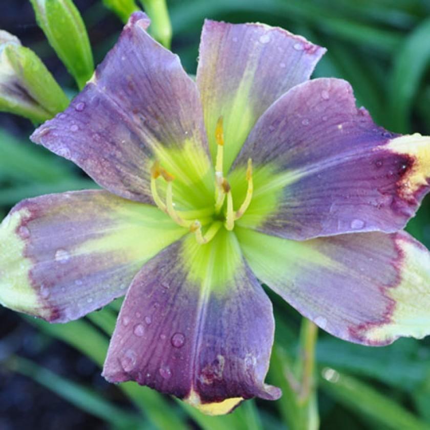Photo of Daylily (Hemerocallis 'Behold the Believable') uploaded by Calif_Sue