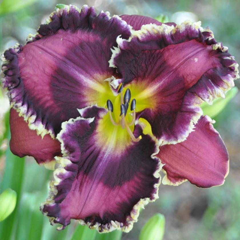 Photo of Daylily (Hemerocallis 'Bright in the Night') uploaded by Calif_Sue
