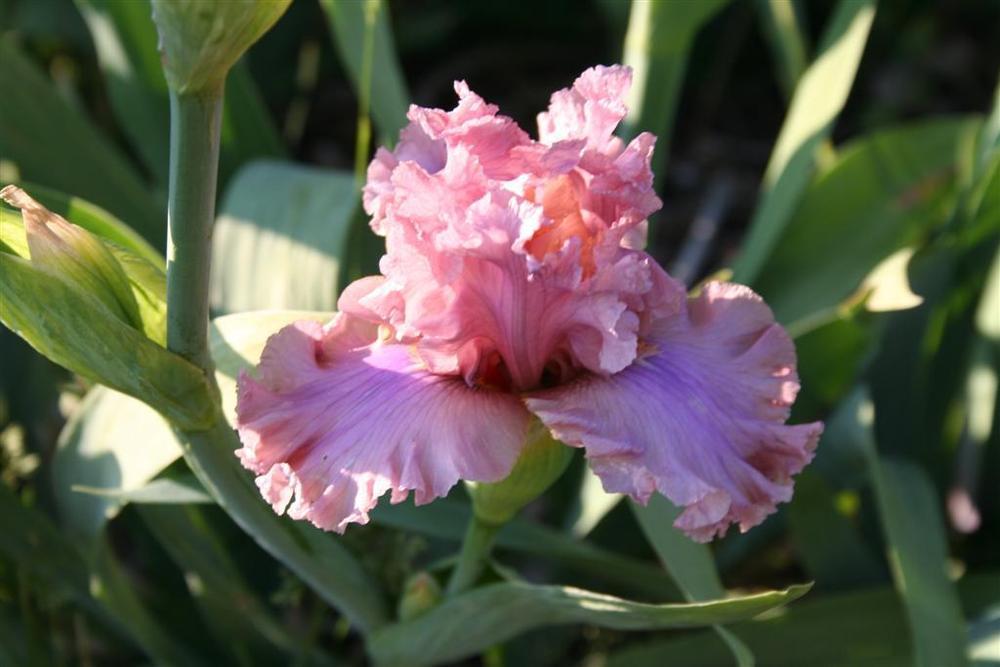 Photo of Tall Bearded Iris (Iris 'Sweetly Sung') uploaded by KentPfeiffer