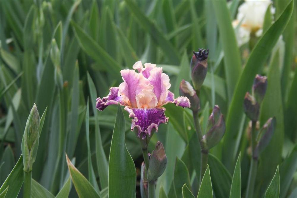 Photo of Tall Bearded Iris (Iris 'Teenybopper') uploaded by KentPfeiffer