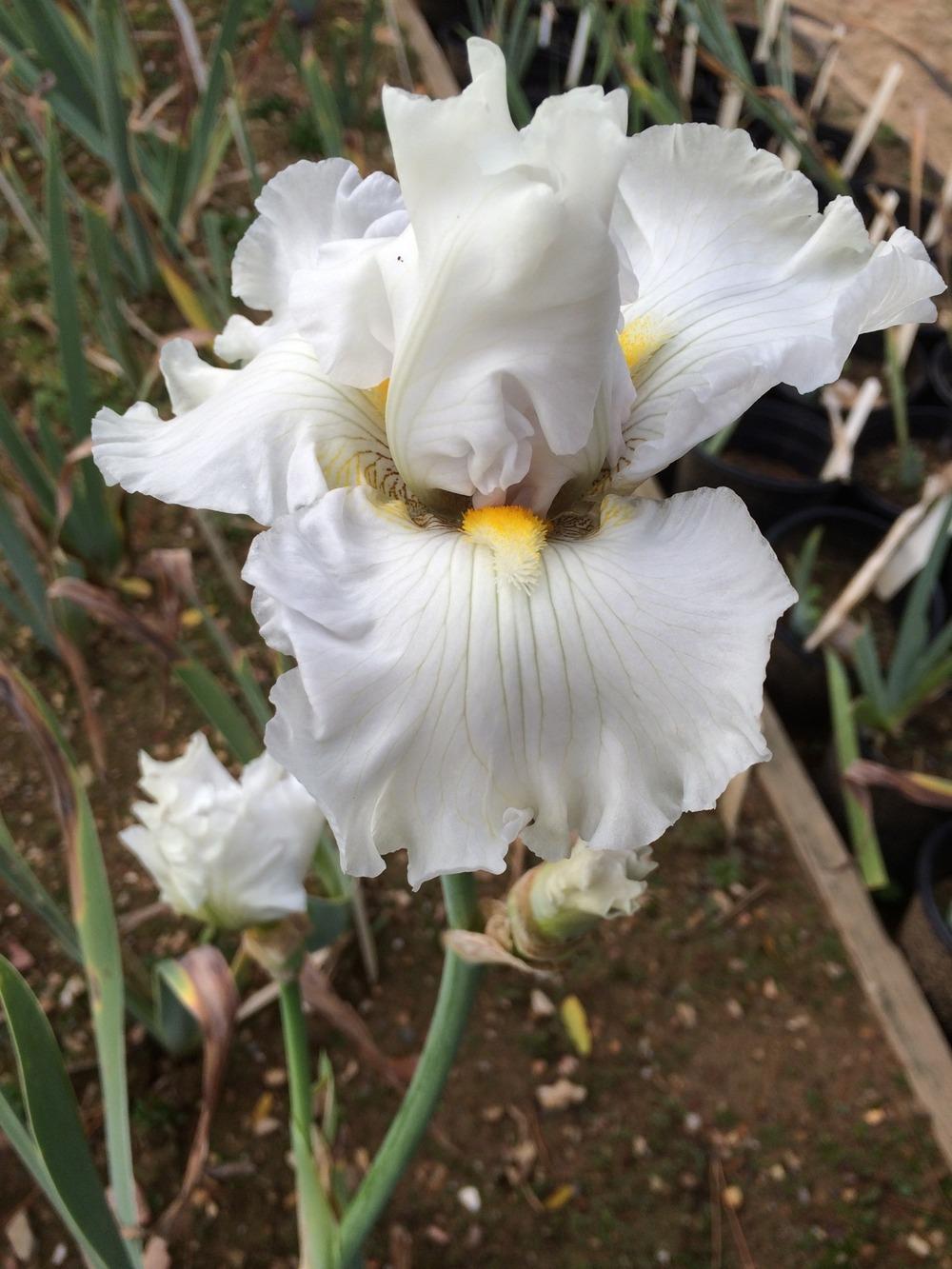 Photo of Tall Bearded Iris (Iris 'Hypnotic Melody') uploaded by Misawa77