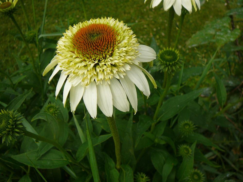 Photo of Coneflower (Echinacea Cone-fections™ Milkshake) uploaded by Roses_R_Red