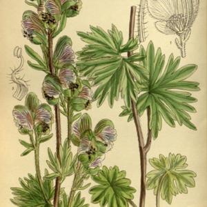 Curtis's Botanical Magazine, London, M.S. del., J.N.Fitch lith 19