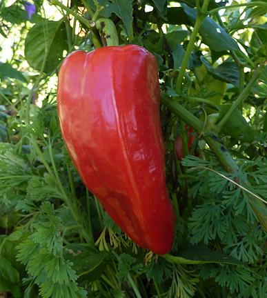 Photo of Sweet Pepper (Capsicum annuum 'Lipstick') uploaded by Calif_Sue