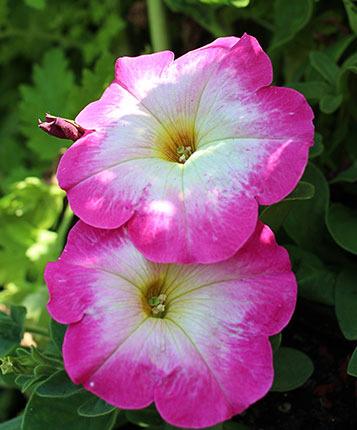 Photo of Petunia 'Merlin Pink Morn' uploaded by Calif_Sue