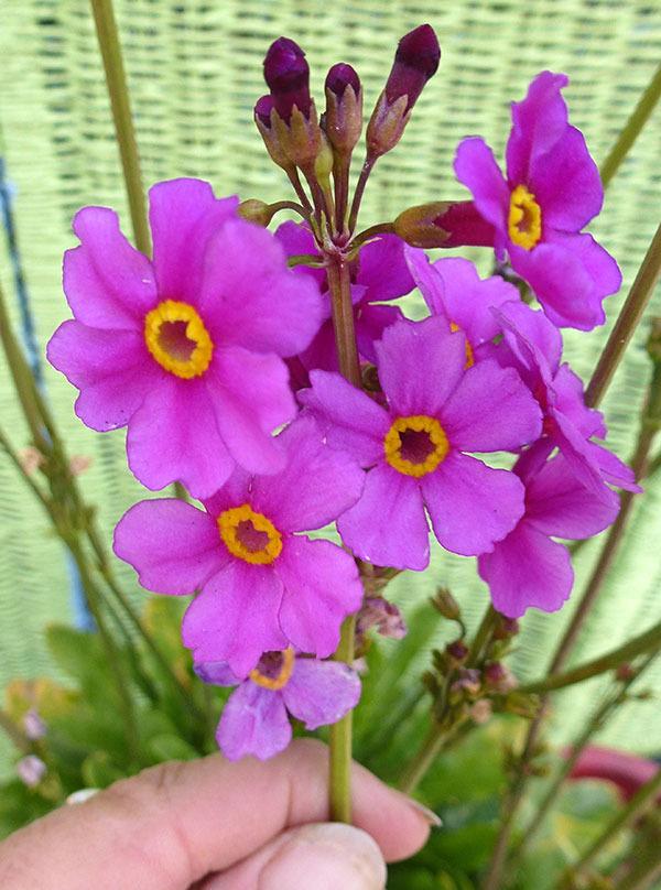 Photo of Candelabra Primrose (Primula poissonii) uploaded by Calif_Sue