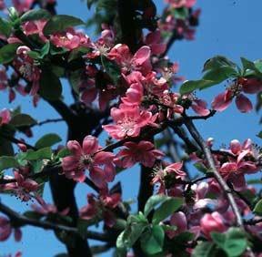 Photo of Chinese Quince (Pseudocydonia sinensis) uploaded by Calif_Sue