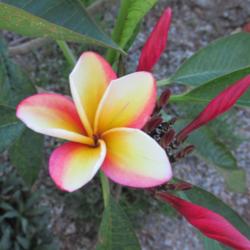 Location: Southwest Florida
Date: 2013
This flower color is atypical; this was caused by several days of