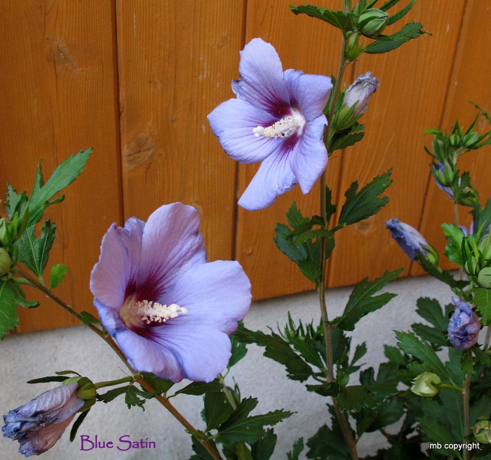 Photo of Rose of Sharon (Hibiscus syriacus Blue Satin®) uploaded by MargieNY