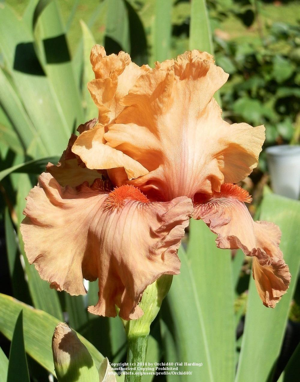 Photo of Tall Bearded Iris (Iris 'Rubenesque') uploaded by Misawa77