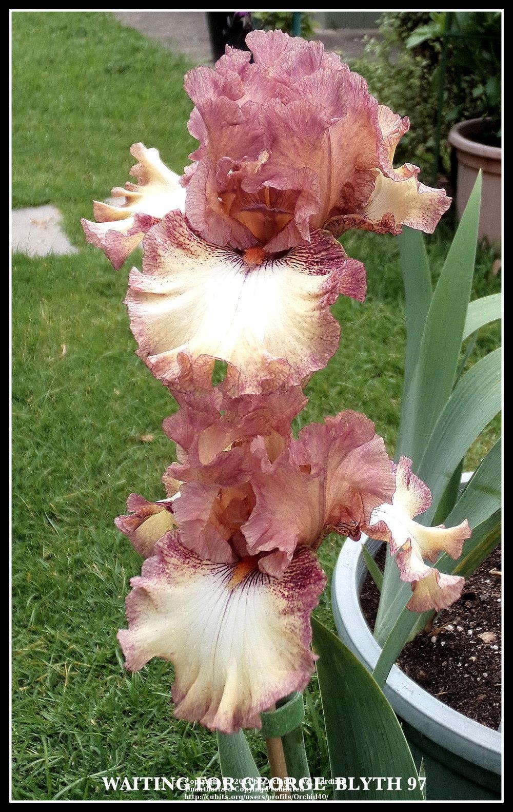 Photo of Tall Bearded Iris (Iris 'Waiting for George') uploaded by Misawa77