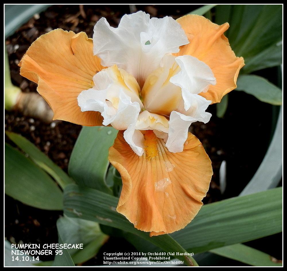 Photo of Tall Bearded Iris (Iris 'Pumpkin Cheesecake') uploaded by Misawa77