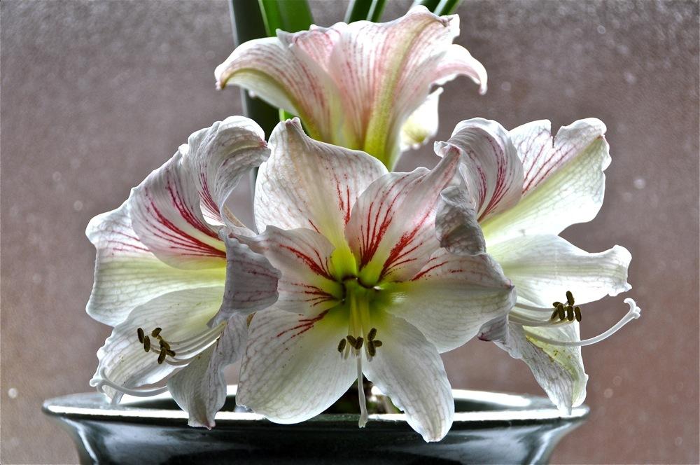 Photo of Amaryllis (Hippeastrum 'Happiness') uploaded by Fleur569