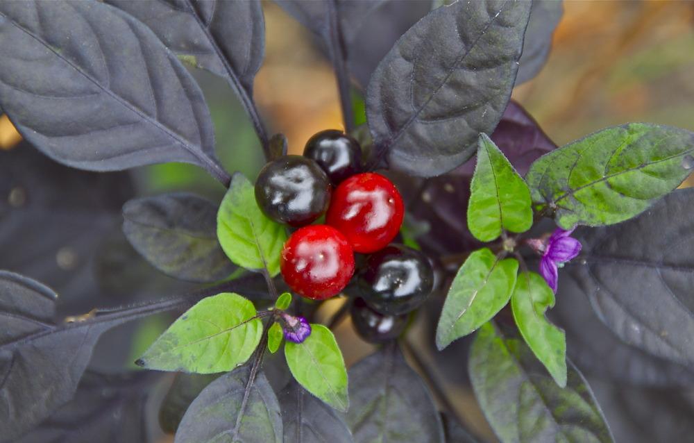 Photo of Ornamental Pepper (Capsicum annuum 'Black Pearl') uploaded by Fleur569