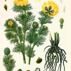 
Franz Eugen Kohler, Kohler's Medizinal-Pflanzen 1887