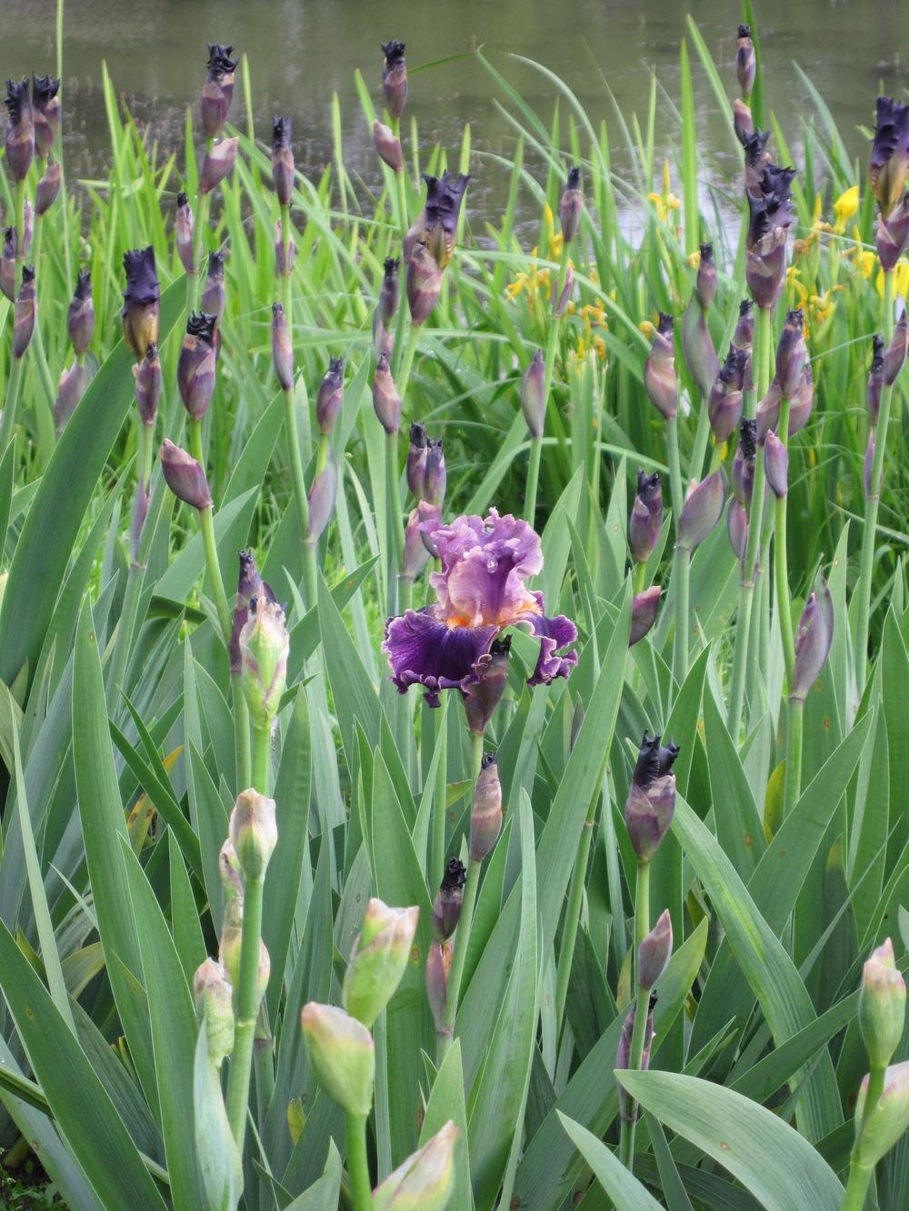 Photo of Tall Bearded Iris (Iris 'Entangled') uploaded by barashka