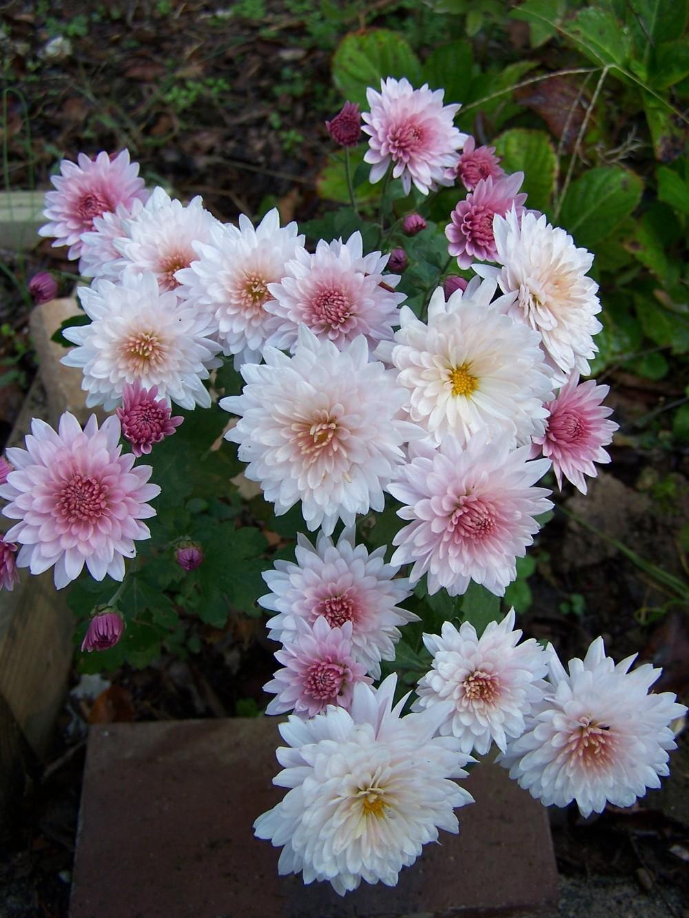 Photo of Chrysanthemum uploaded by chickhill