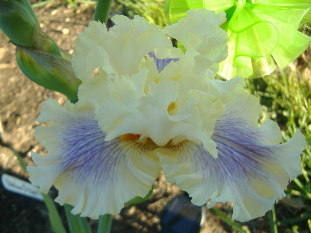Photo of Tall Bearded Iris (Iris 'Matters of the Heart') uploaded by tveguy3
