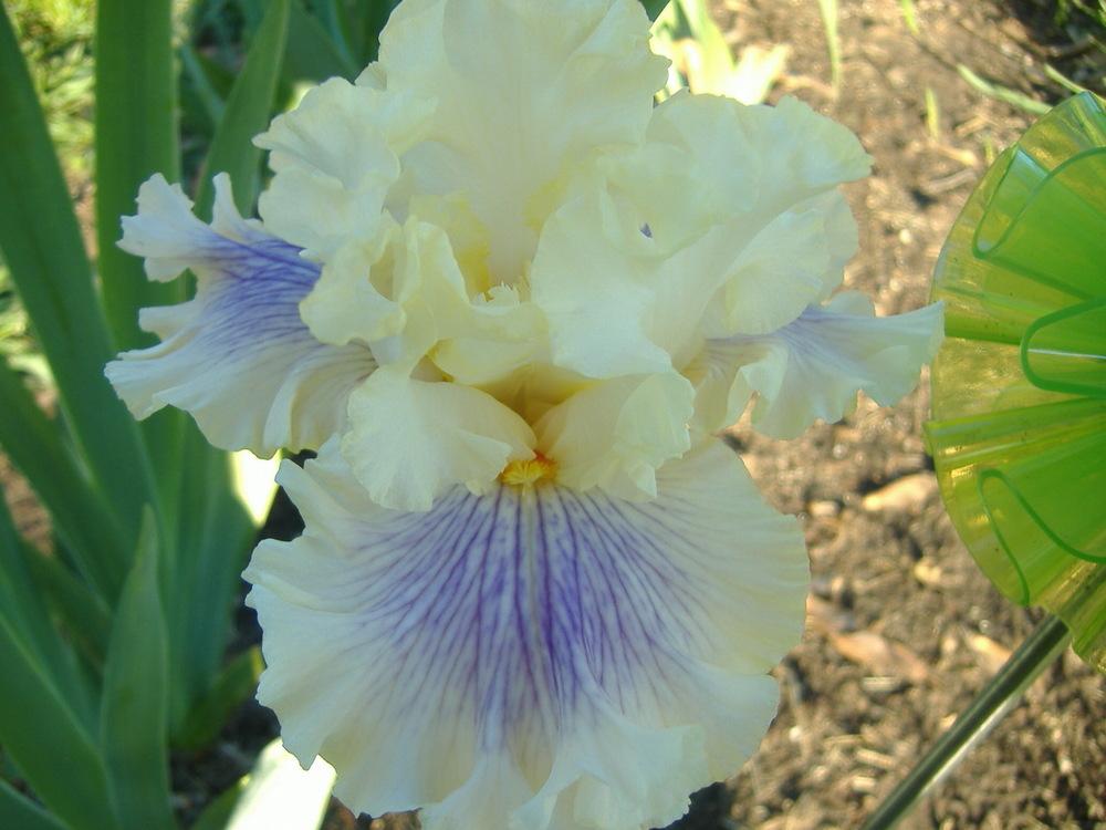 Photo of Tall Bearded Iris (Iris 'Matters of the Heart') uploaded by tveguy3