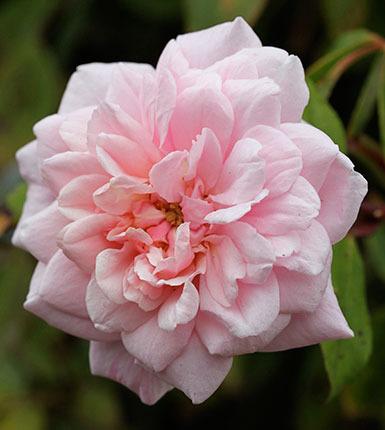 Photo of Polyantha Rose (Rosa 'Cecile Brunner') uploaded by Calif_Sue