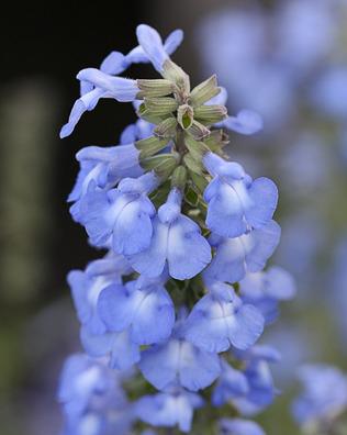 Photo of Blue Sage (Salvia azurea) uploaded by Calif_Sue
