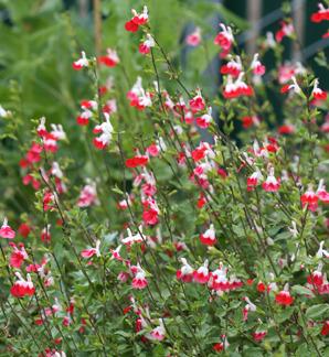 Photo of Blackcurrant Sage (Salvia microphylla 'Hot Lips') uploaded by Calif_Sue