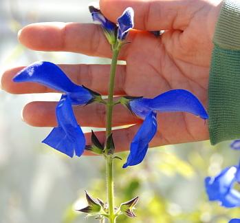 Photo of Gentian Sage (Salvia patens 'Guanajuato') uploaded by Calif_Sue