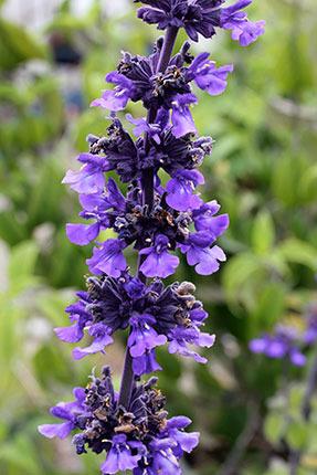 Photo of Sage (Salvia Mystic Spires) uploaded by Calif_Sue