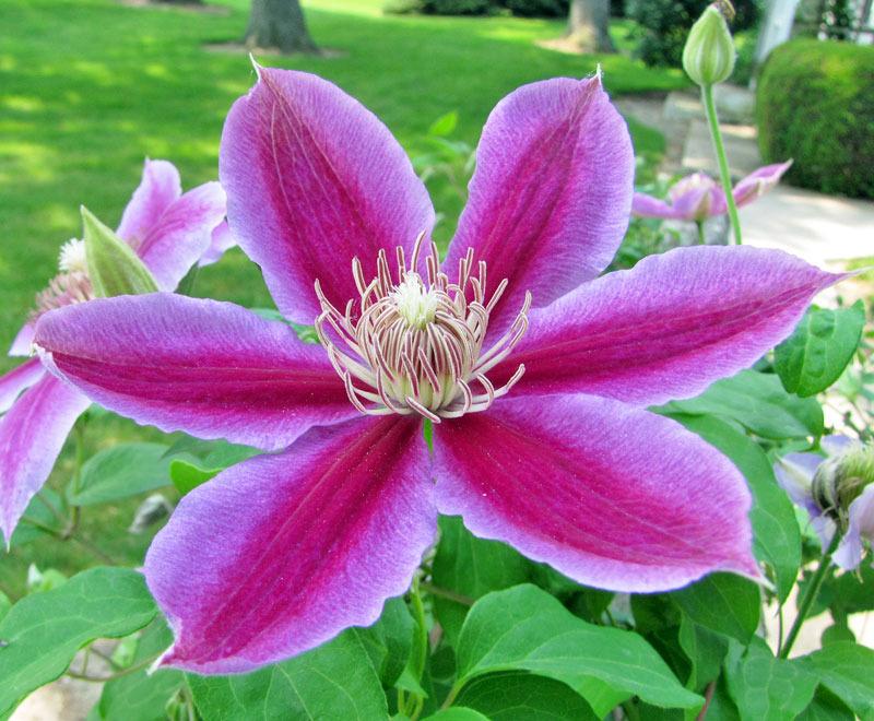 Photo of Clematis Sugar Candy™ uploaded by TBGDN