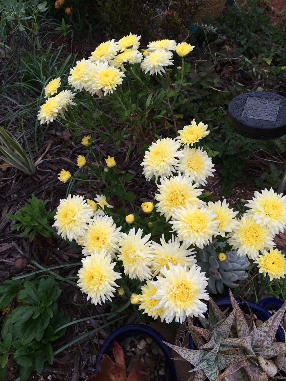 Photo of Chrysanthemum uploaded by abhege