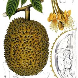 
Chromolithograph of Durian (Durio Zibethinus) by Hoola Van Nooten