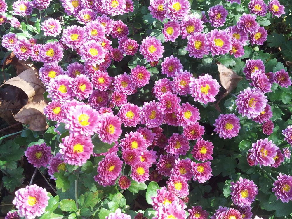 Photo of Chrysanthemum uploaded by gemini_sage