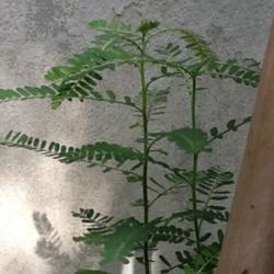 Location: Southeast Asia
Date: Aug 25, 2014
Phyllanthus amarus, entire plant. Photo by PlantSister, used with