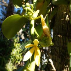 Location: Homestead, FL
Date: 2012-01
RF Orchids nursery