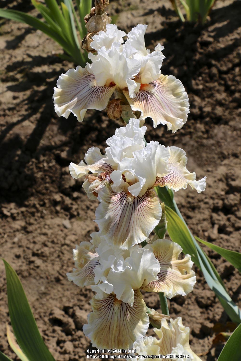 Photo of Tall Bearded Iris (Iris 'Hello Darling') uploaded by ARUBA1334