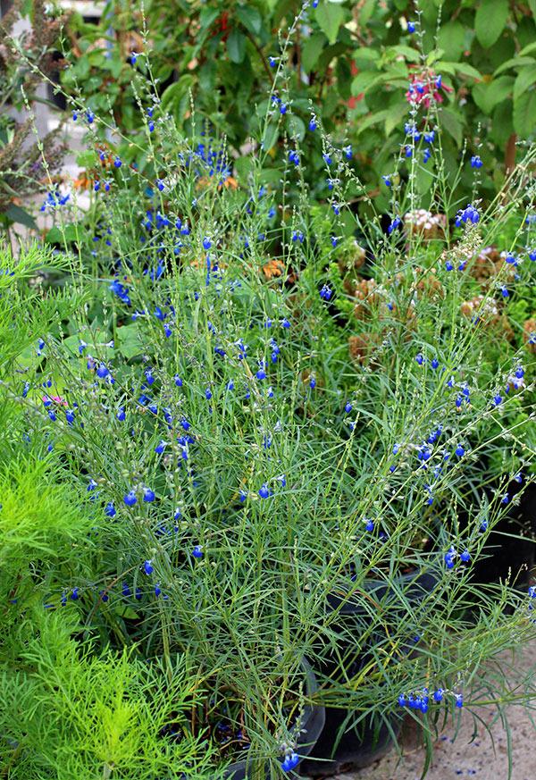 Photo of Cobalt Sage (Salvia reptans) uploaded by Calif_Sue