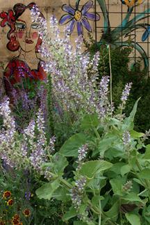 Photo of Clary Sage (Salvia sclarea) uploaded by Calif_Sue