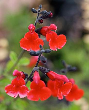 Photo of Salvia (Salvia microphylla 'Royal Bumble') uploaded by Calif_Sue