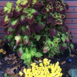 Location: Central NJ, Zone 7A
Date: 10/29/14
Coleus Dipt in Wine, still going strong, Central NJ, end of Oct