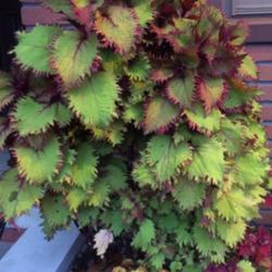 Location: Central NJ, Zone 7A
Date: 10/29/14
Coleus Henna still going strong, end of Oct in NJ