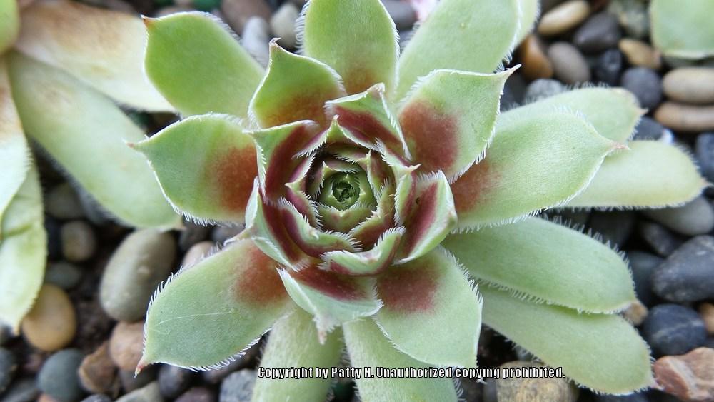 Photo of Hen and Chicks (Sempervivum 'Marshall') uploaded by Patty