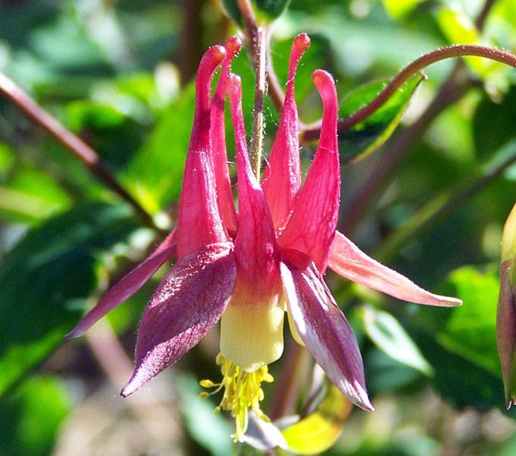 Photo of Eastern Red Columbine (Aquilegia canadensis) uploaded by TBGDN