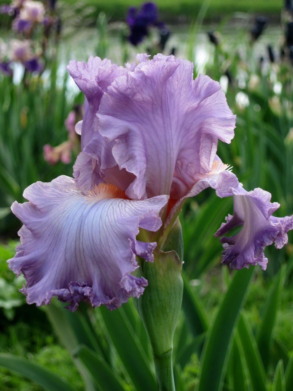Photo of Tall Bearded Iris (Iris 'Vienna Waltz') uploaded by barashka
