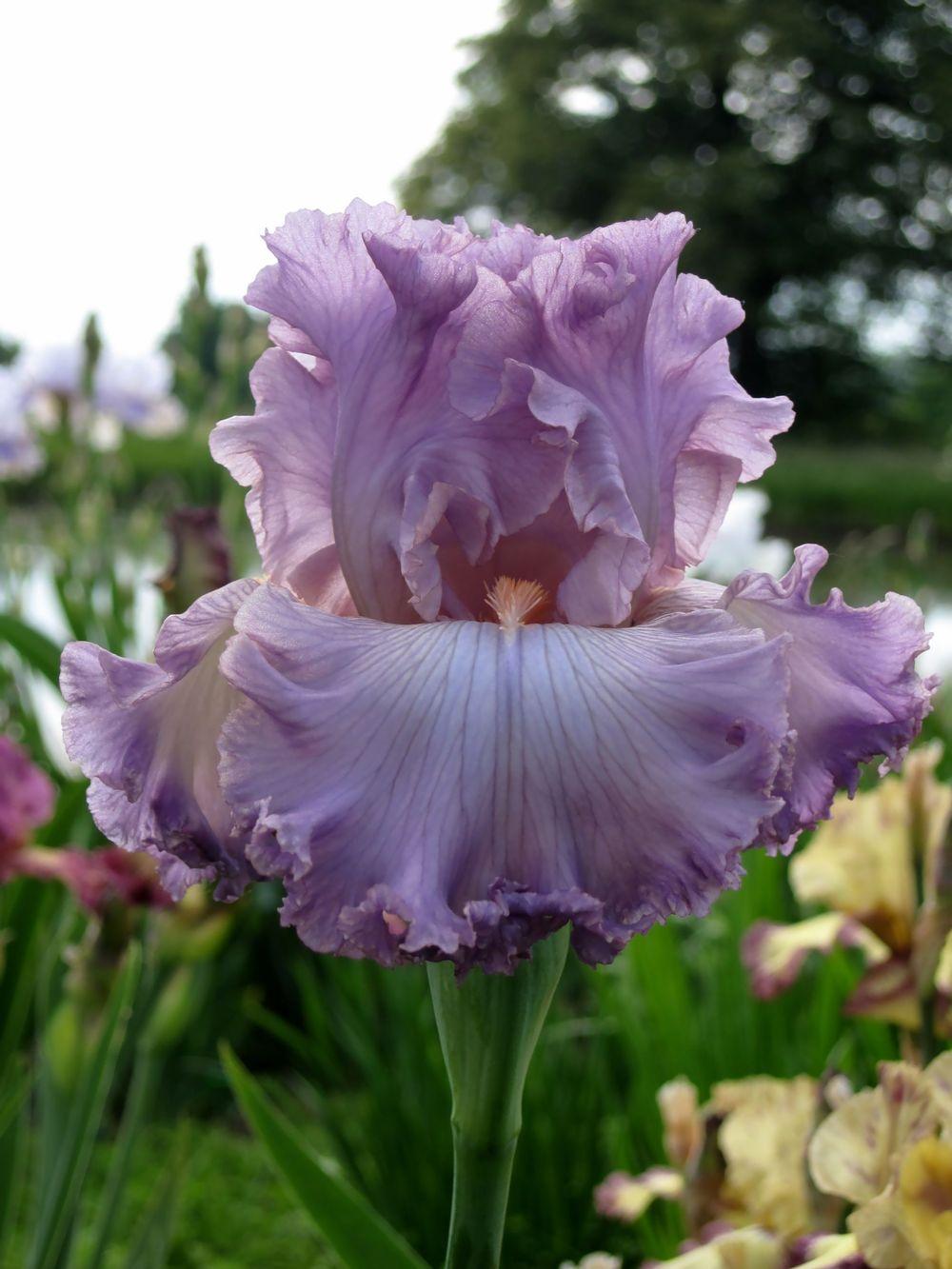 Photo of Tall Bearded Iris (Iris 'Vienna Waltz') uploaded by barashka